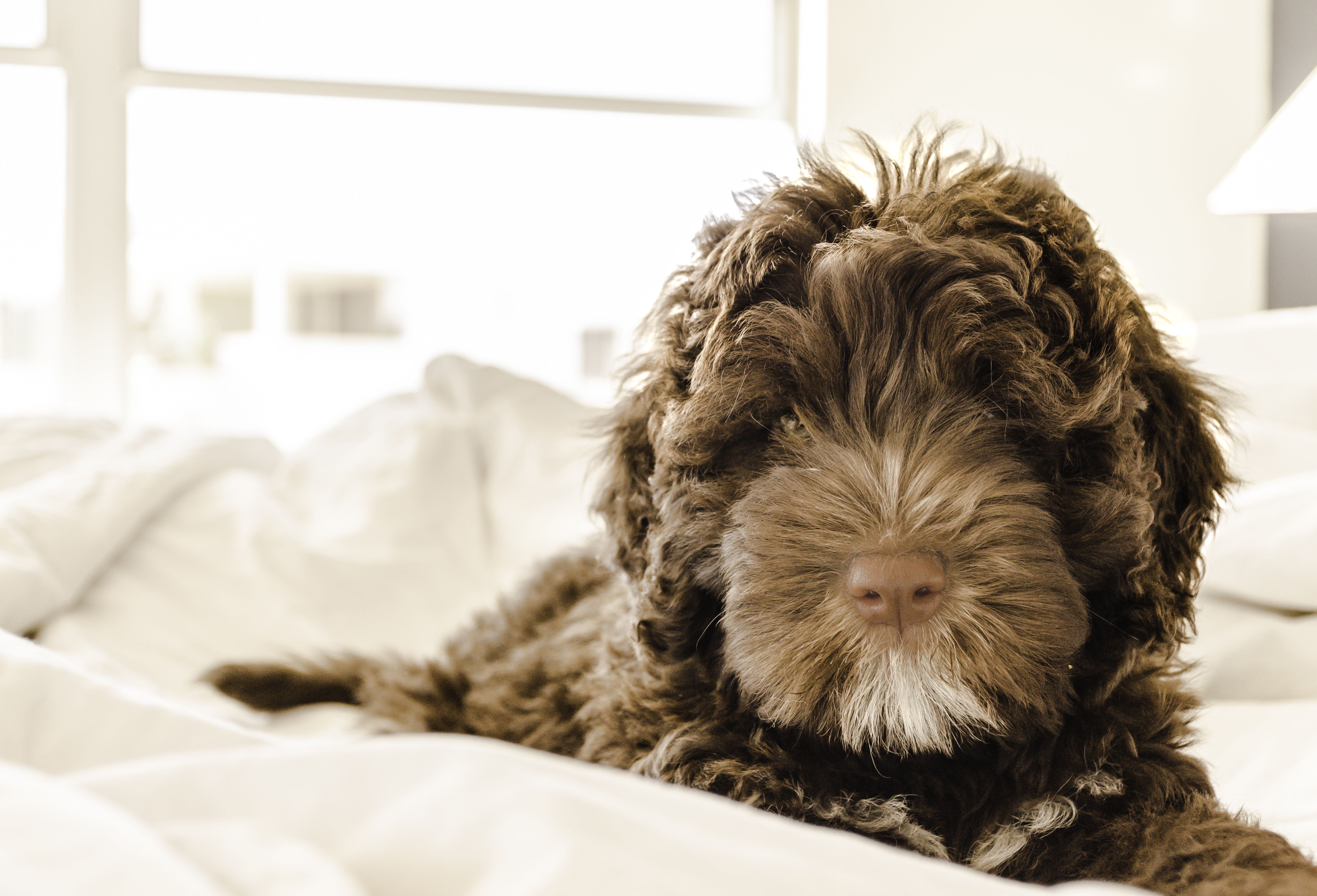 A brown Cockapoo puppy resting on white bedding