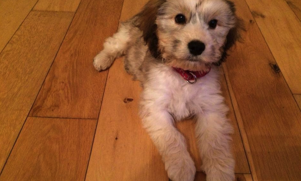 A white and brown Cockapoo puppy with a red collar on a wooden floor